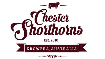 Chester Shorthorns
